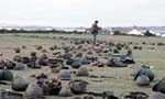 Falklandin sota